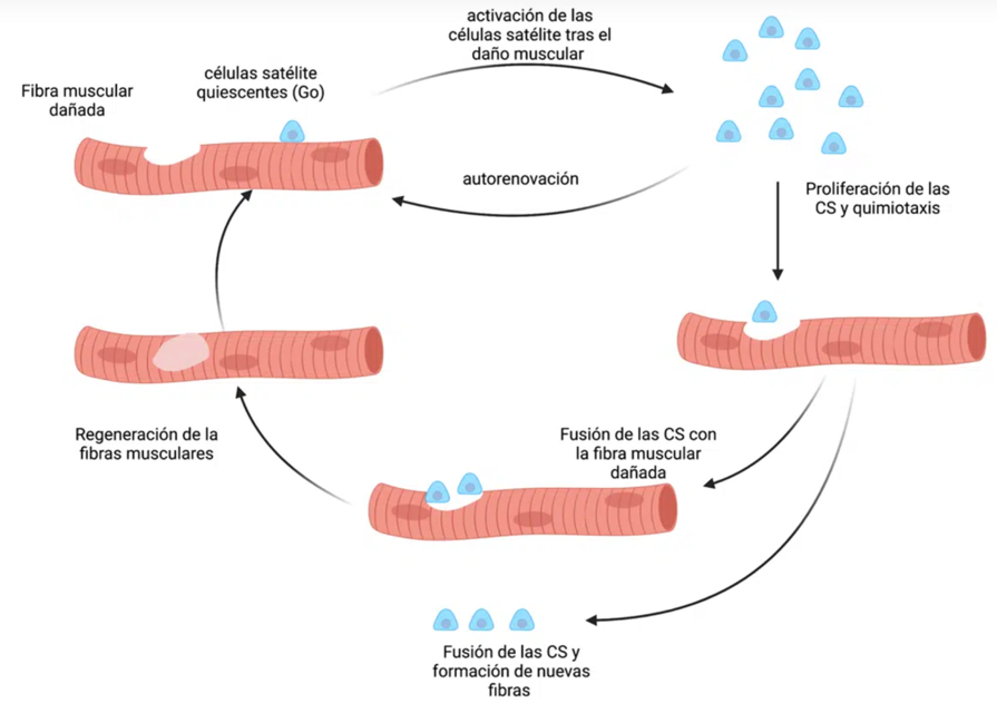 Imagen extraída de Fernando Mata sobre la función de células satélite en el daño muscular.
