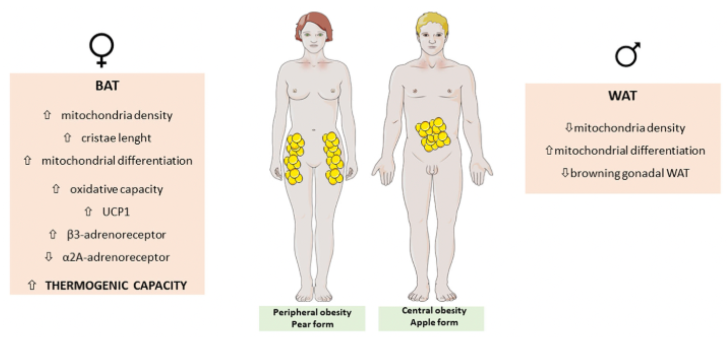 Acumulación de grasa en hombres y mujeres