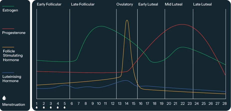 El impacto del ciclo menstrual