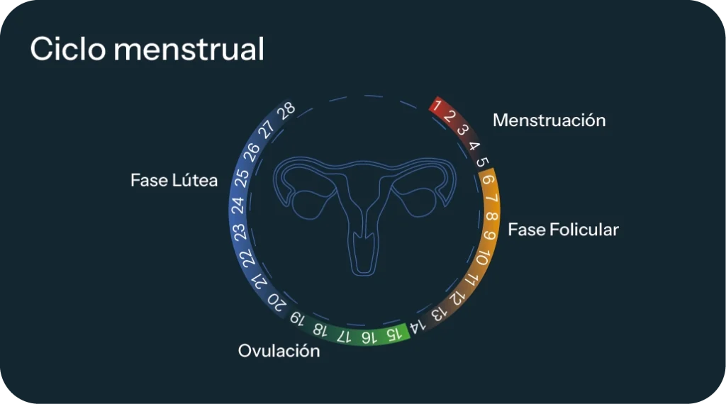 Infografía de las fases del ciclo menstrual.