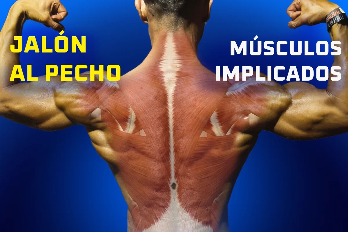 ¿Cuáles son los músculos implicados en el jalón al pecho?