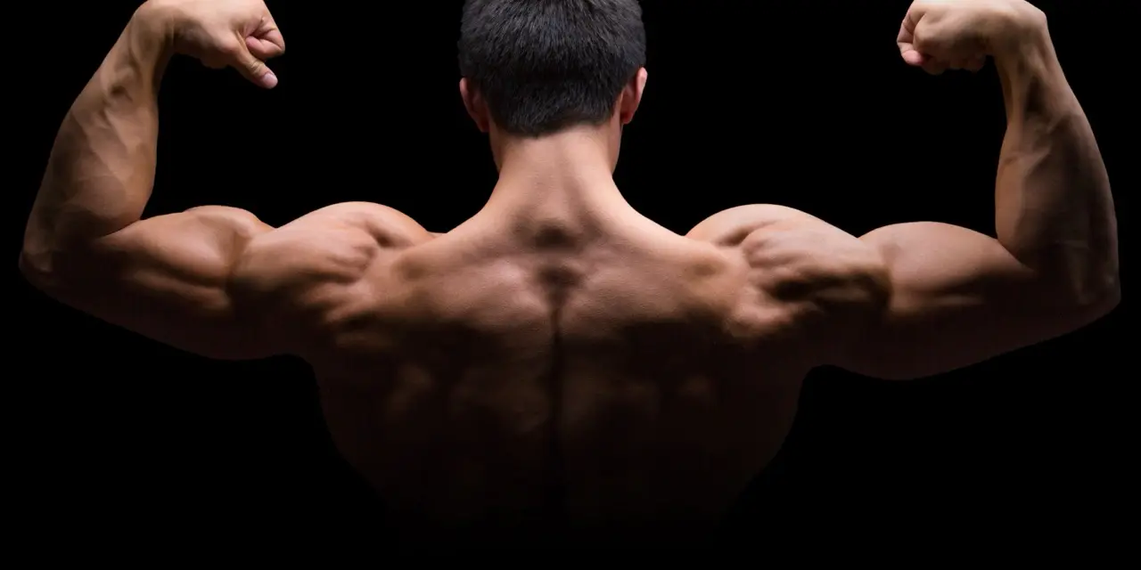 banner hipertrofia musculación 20