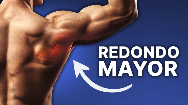 musculo redondo mayor