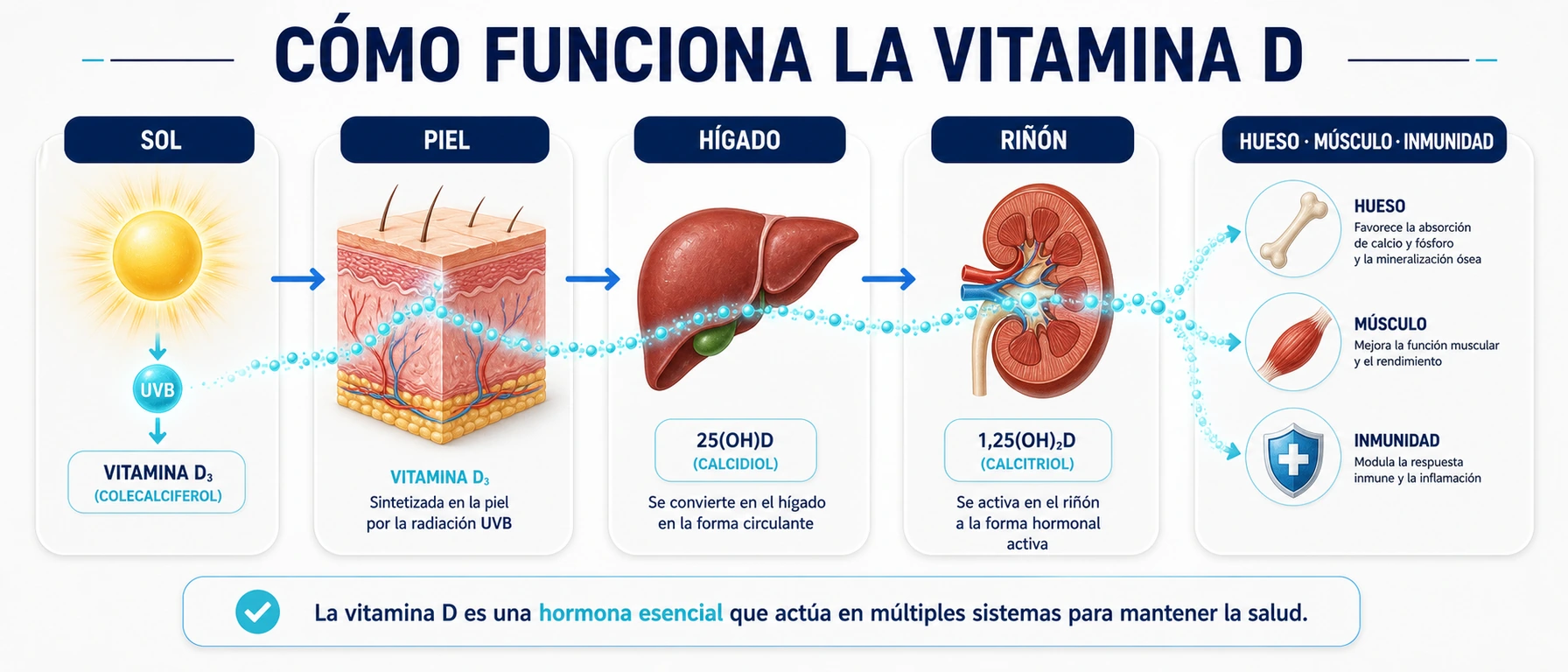 Infografía fisiológica que muestra cómo la vitamina D pasa del sol a la piel hígado riñón hueso músculo e inmunidad