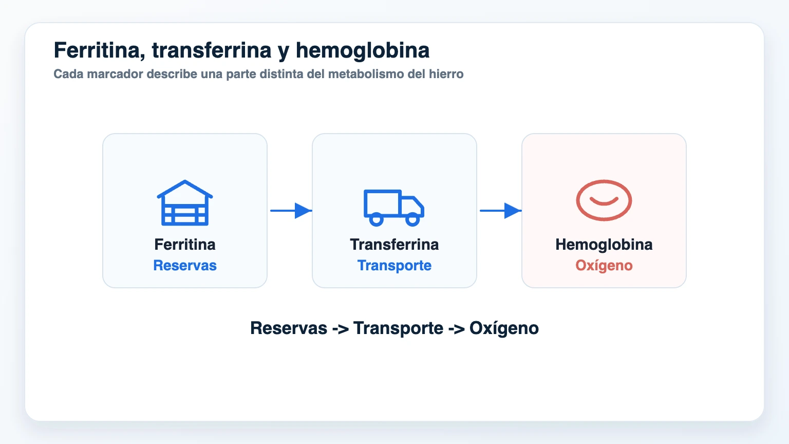 Infografía que diferencia ferritina transferrina y hemoglobina como reservas transporte y uso de oxígeno