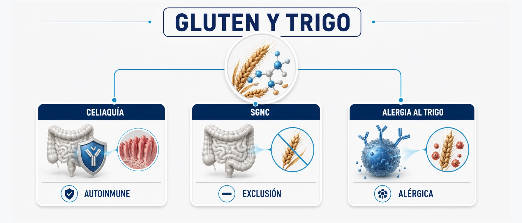 Infografía sobre tres condiciones relacionadas con gluten y trigo celiaquía sensibilidad al gluten no celíaca y alergia al trigo
