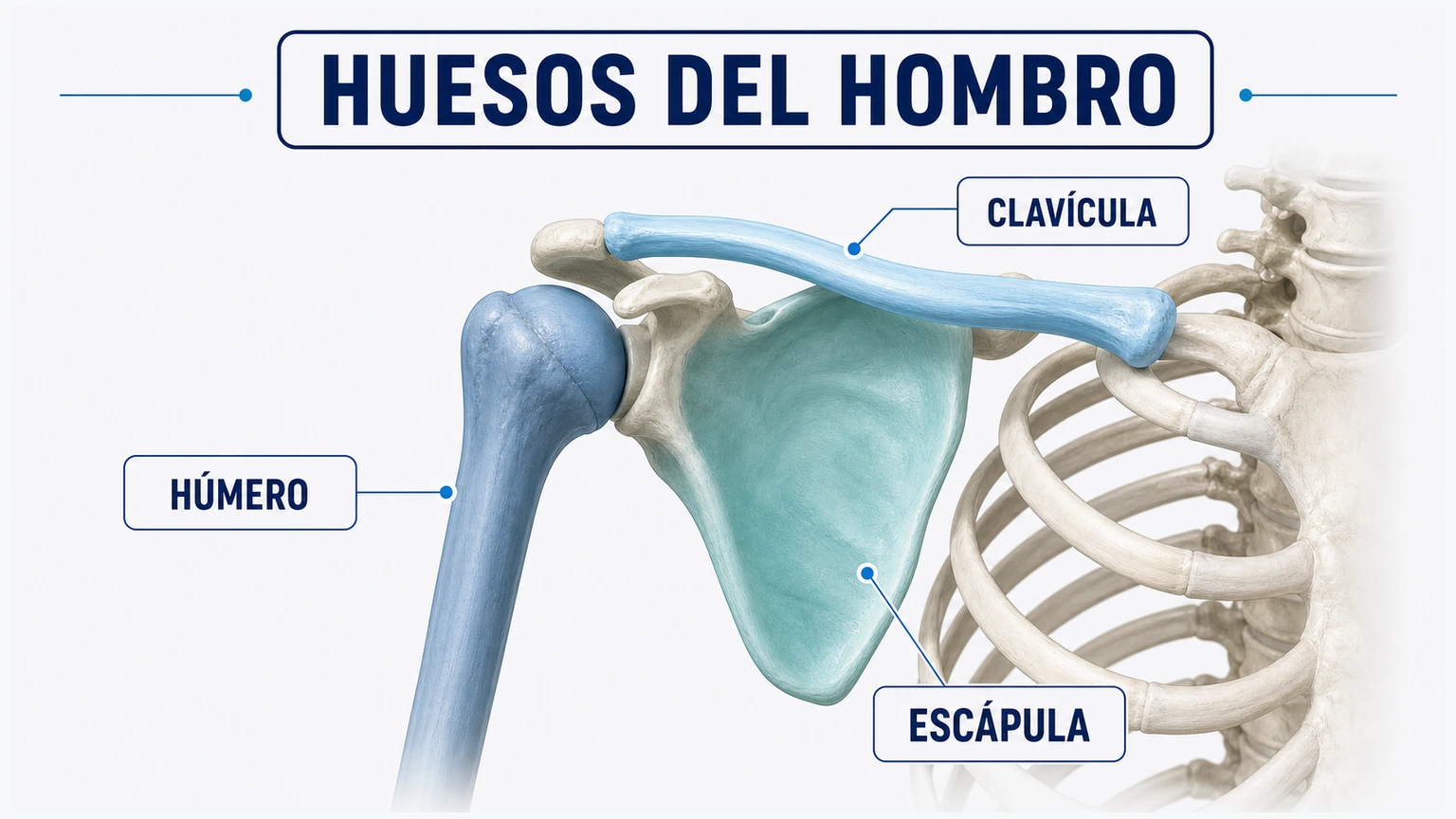 Diagrama de huesos del hombro con húmero escápula y clavícula