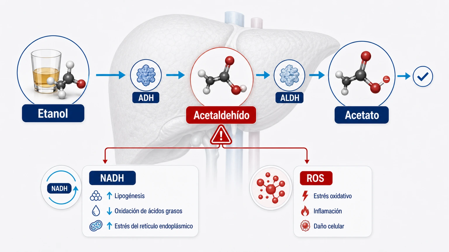 Diagrama del metabolismo del alcohol en el hígado con etanol acetaldehído acetato NADH y ROS