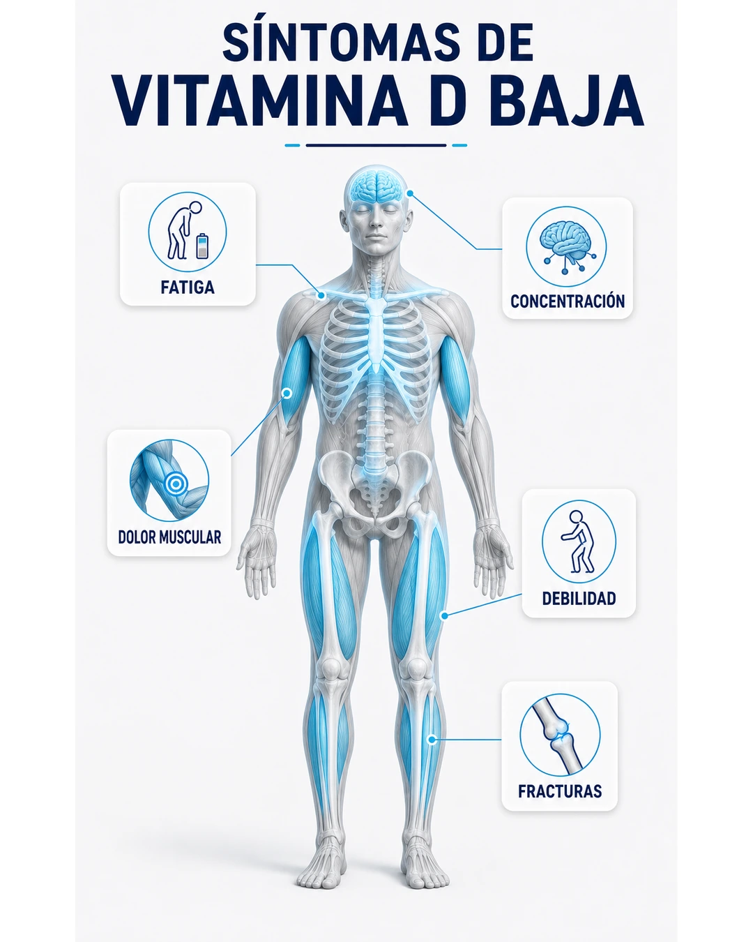 Ilustración anatómica de síntomas de vitamina D baja en músculos huesos cerebro fatiga debilidad y fracturas