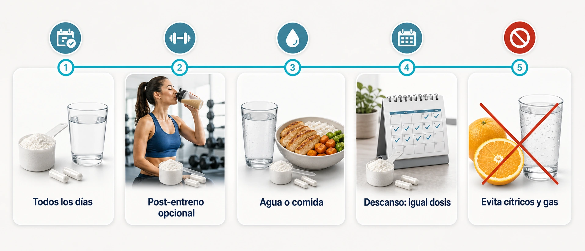 Linea de tiempo sobre como tomar creatina todos los dias post entreno opcional con agua o comida y misma dosis en descanso