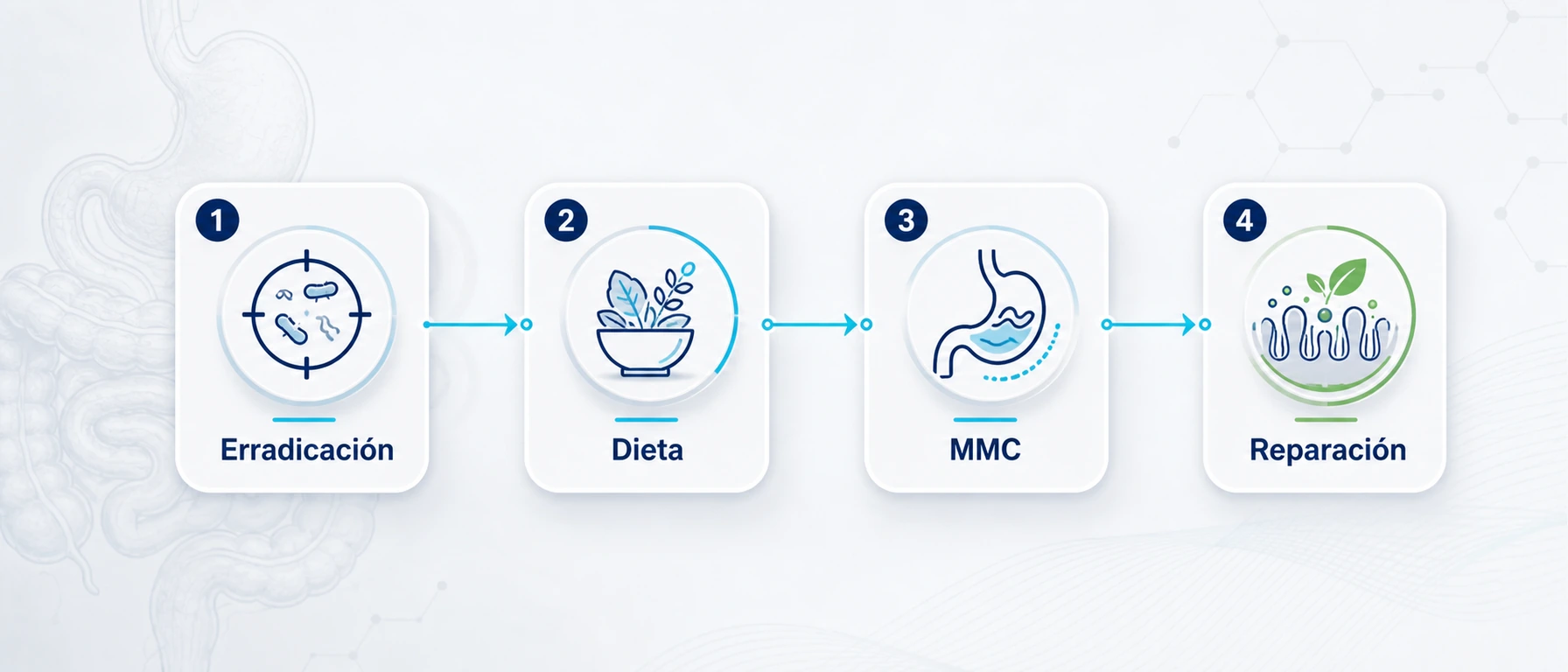 Timeline de fases del tratamiento del SIBO con erradicación dieta MMC y reparación