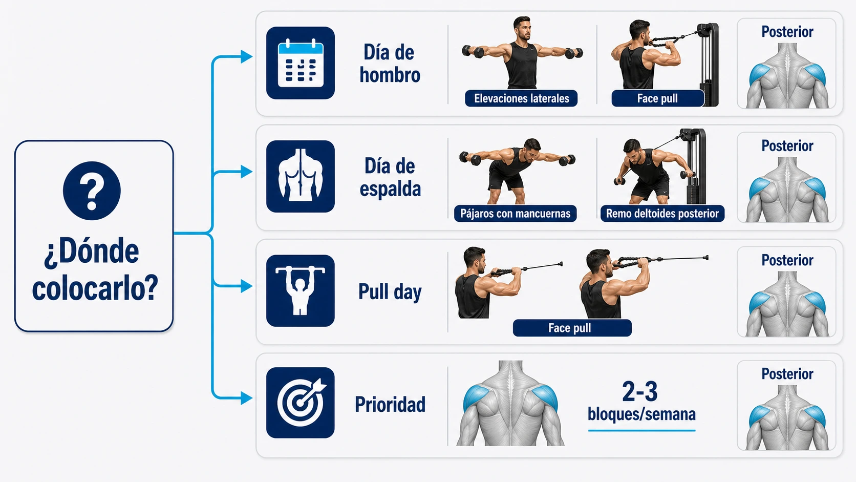 Árbol sobre dónde colocar el deltoides posterior en la rutina semanal