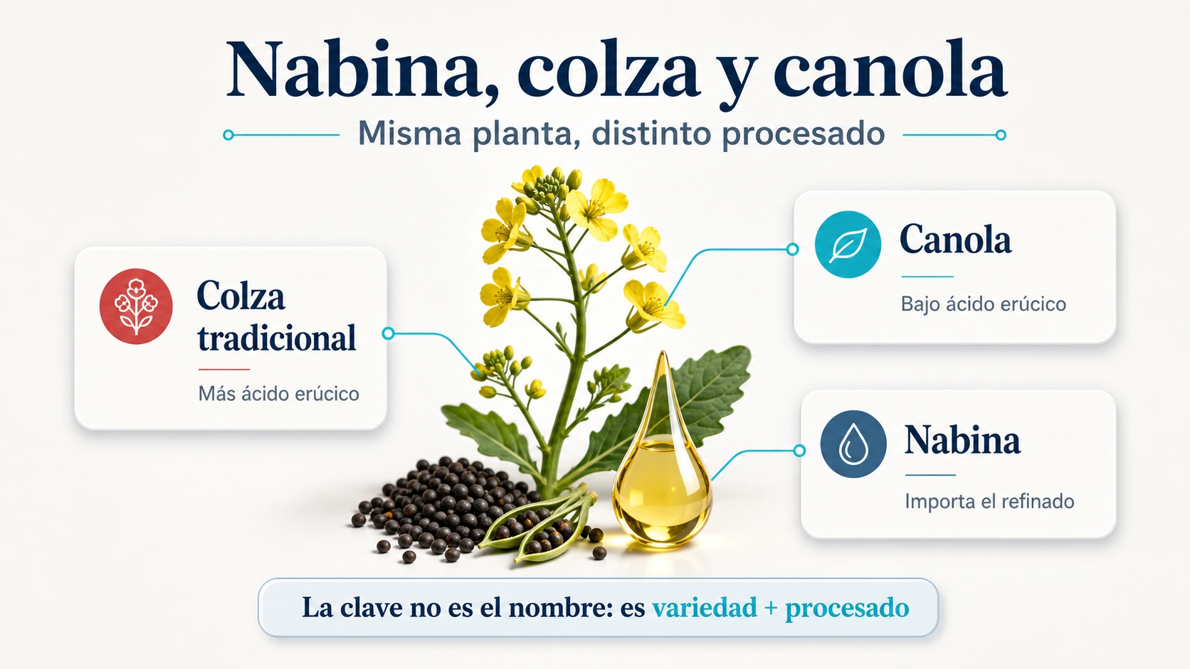 Infografía sobre las diferencias entre aceite de nabina colza y canola según variedad y procesado