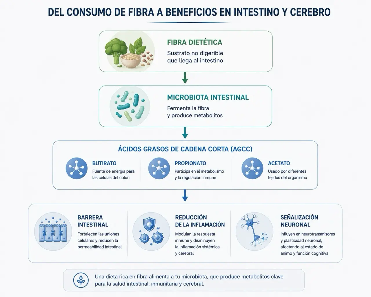 Diagrama de flujo con fibra, microbiota, butirato, propionato, acetato, barrera intestinal, inflamacion y señalizacion neuronal
