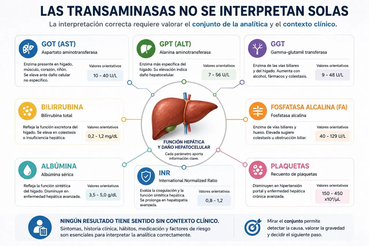 Analítica hepática simplificada conectada con hígado para valorar transaminasas en contexto clínico