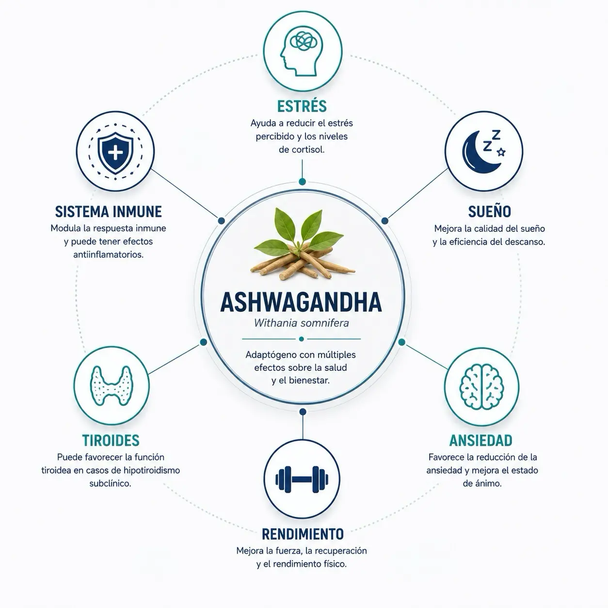 Infografia radial de ashwagandha conectada con estres, sueño, ansiedad, rendimiento, tiroides y sistema inmune