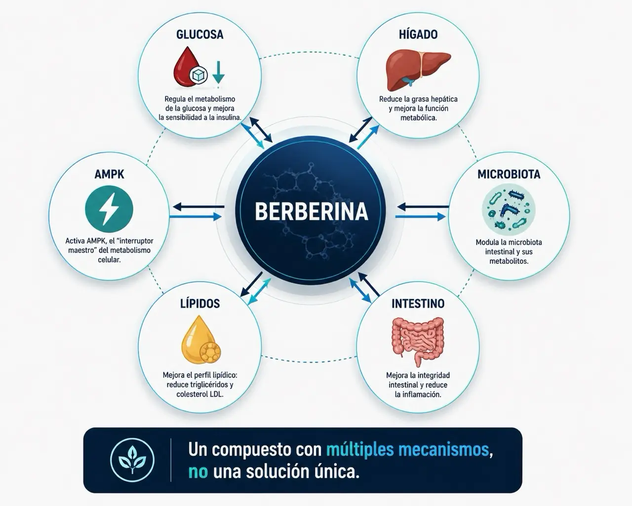 Diagrama editorial de la berberina como compuesto vegetal conectado con glucosa, higado, microbiota, intestino, lipidos y AMPK
