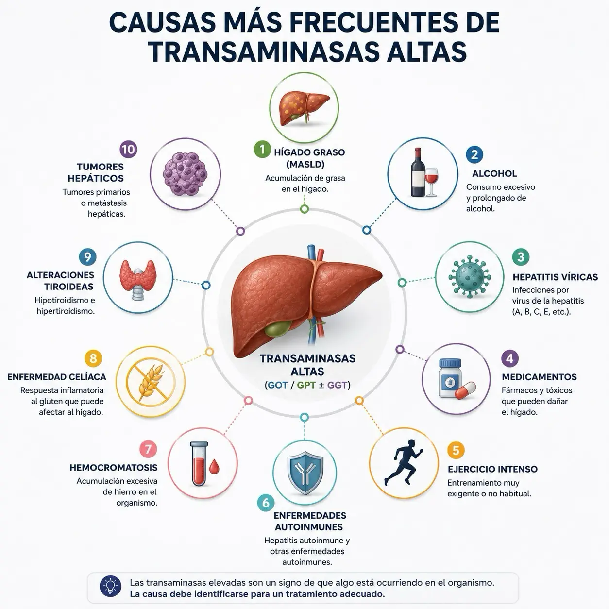 Infografía radial con las causas más frecuentes de transaminasas altas