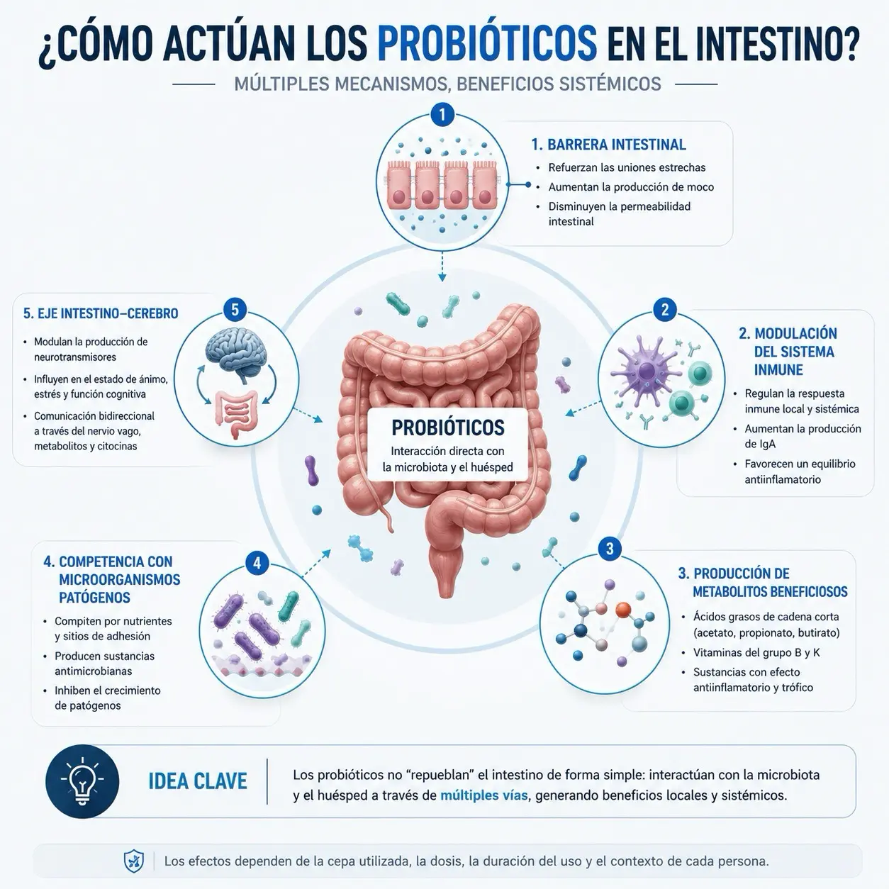 Diagrama fisiologico de los mecanismos de accion de los probioticos sobre barrera intestinal, sistema inmune, patogenos, metabolitos y eje intestino cerebro