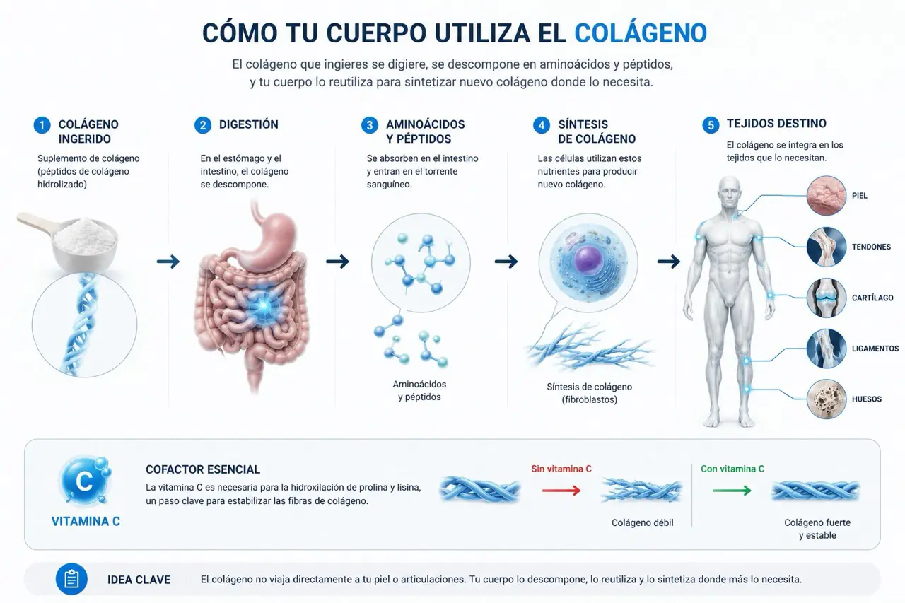 Infografia sobre como el cuerpo digiere el colageno y lo reutiliza para sintetizar nuevo colageno