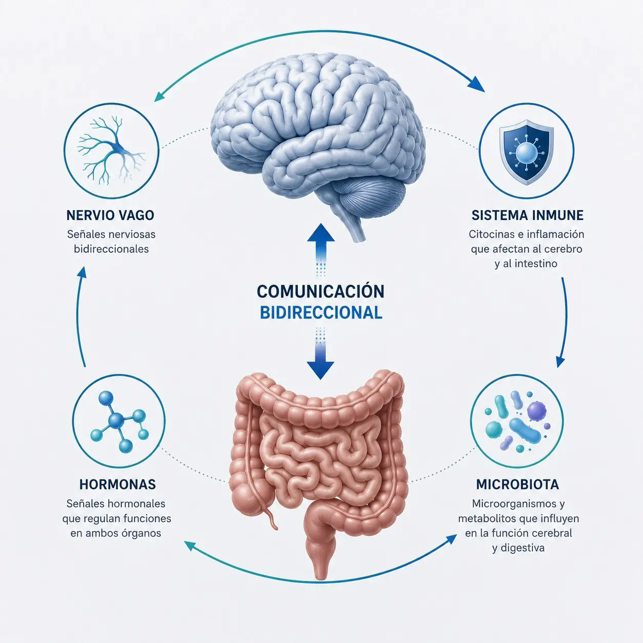 Diagrama principal del eje intestino-cerebro con cerebro, intestino, comunicacion bidireccional, nervio vago, sistema inmune, hormonas y microbiota
