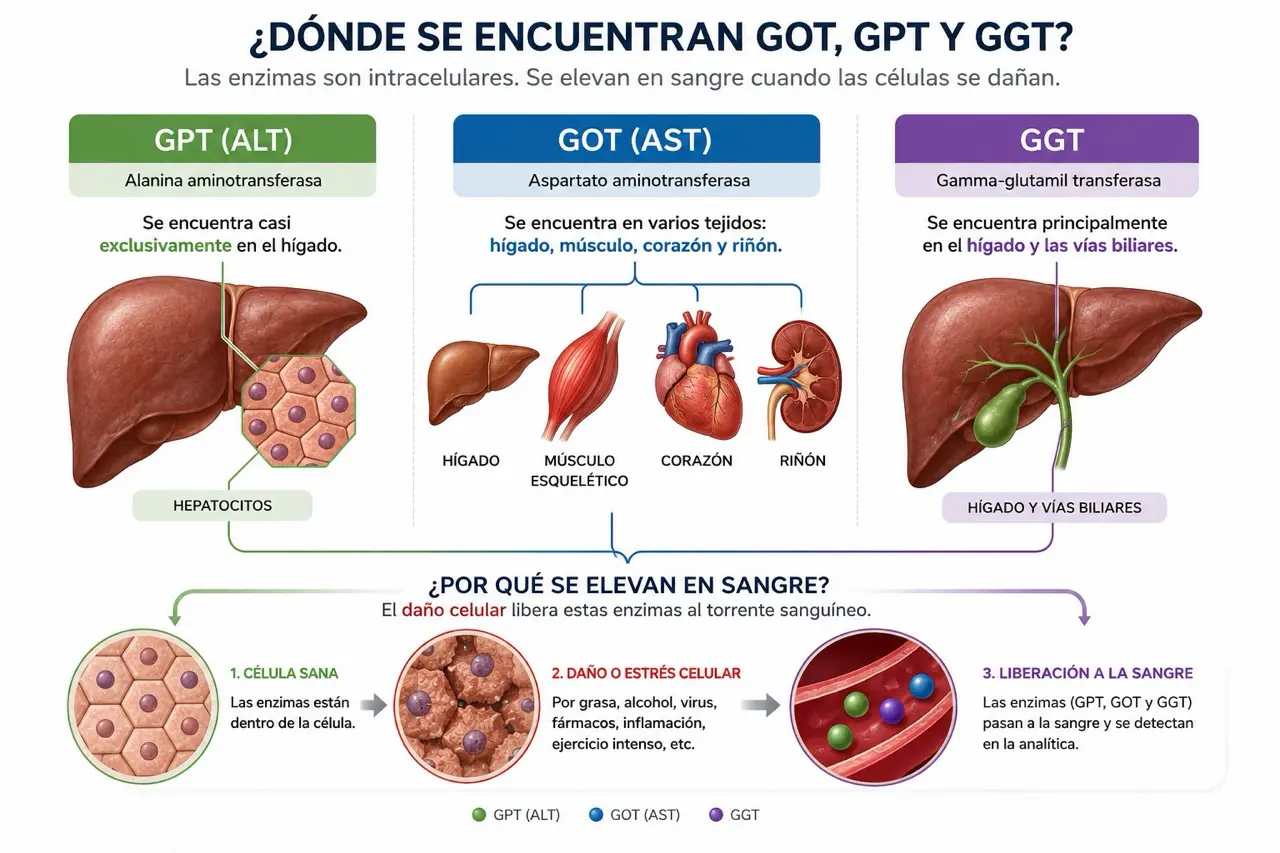 Ilustración médica de localización de GOT GPT y GGT en hígado tejidos y vías biliares