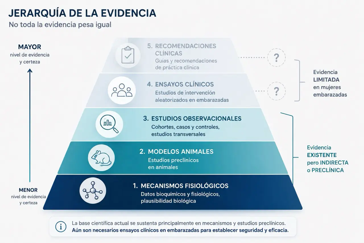 Piramide de evidencia sobre creatina en embarazo con mecanismos fisiologicos, modelos animales, estudios observacionales, ensayos clinicos y recomendaciones clinicas