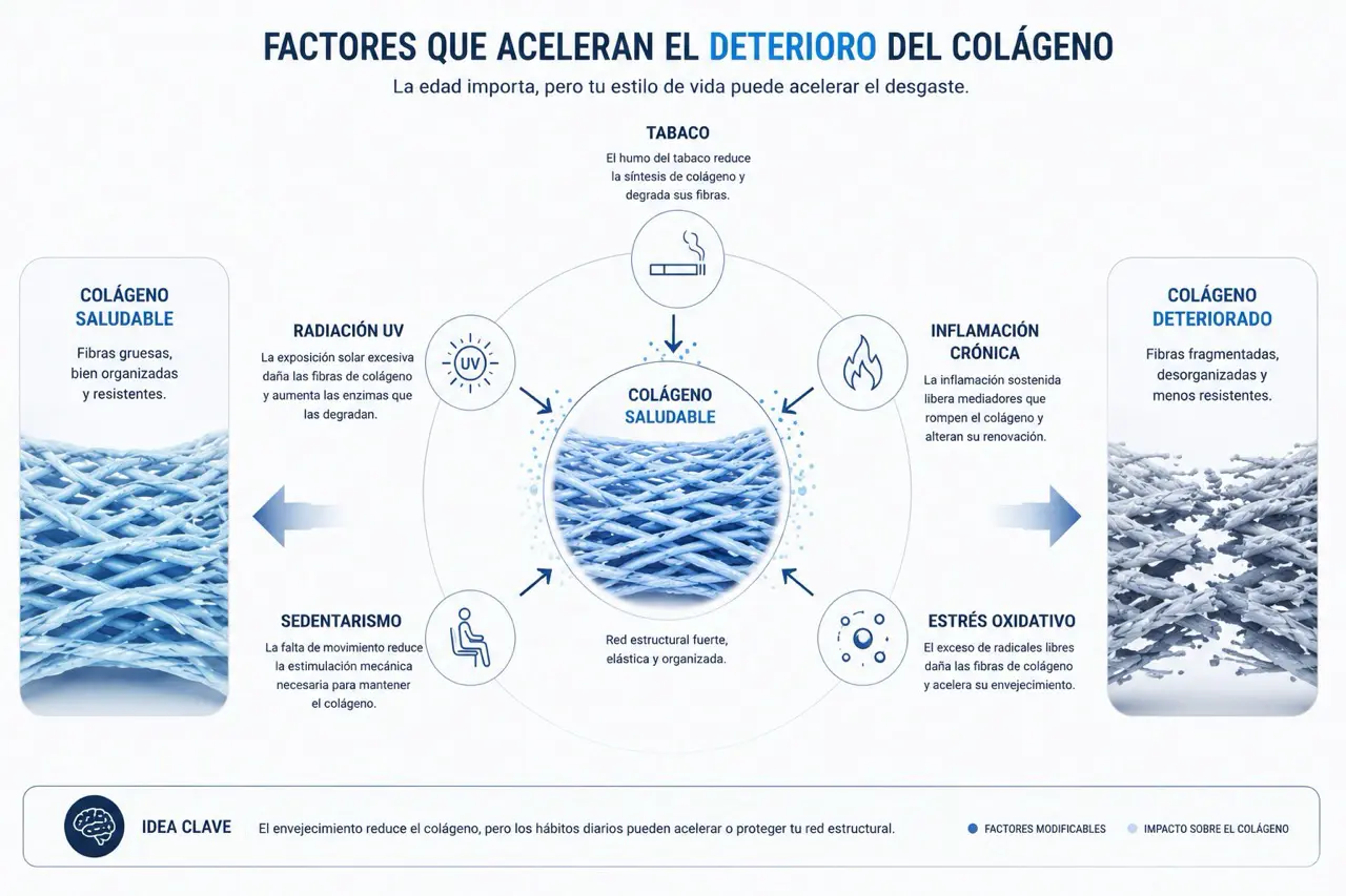 Infografia sobre tabaco, radiacion UV, sedentarismo, inflamacion cronica y estres oxidativo como factores que deterioran el colageno