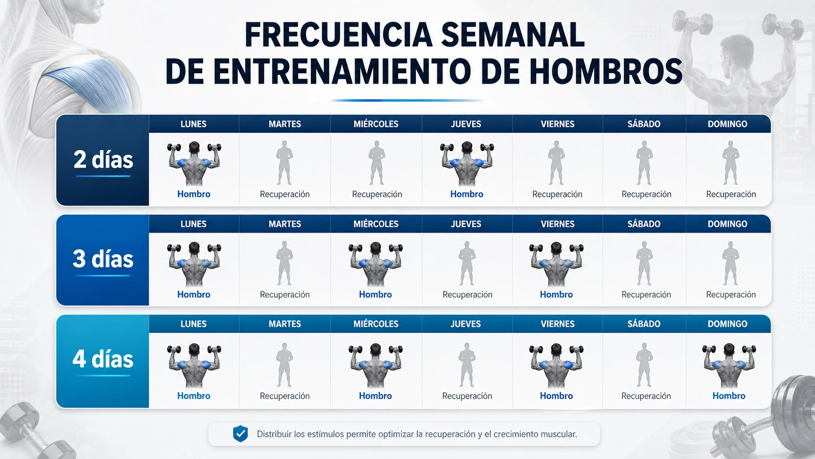 Imagen anatómica sobre frecuencia semanal hombro calendario