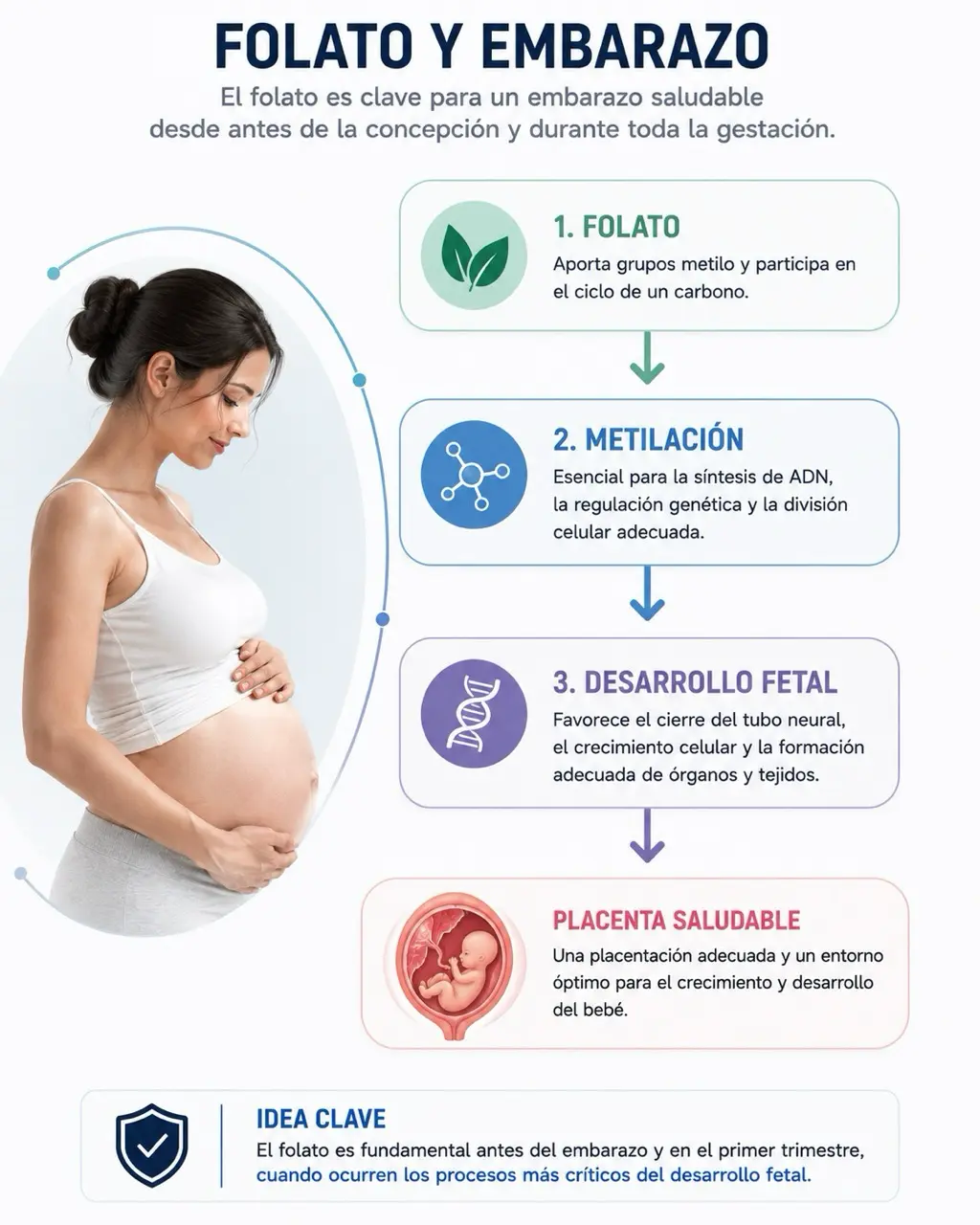 Diagrama fisiologico de mujer, folato, metilacion, placenta y desarrollo fetal relacionado con homocisteina y embarazo