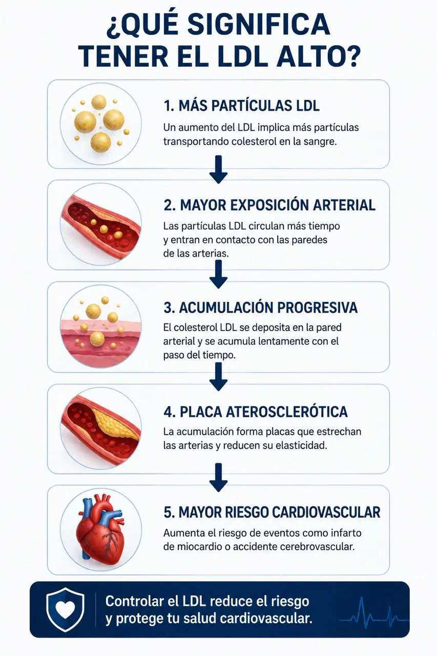 Diagrama de flujo del LDL alto con mas particulas LDL, mayor exposicion arterial, acumulacion progresiva, placa aterosclerotica y riesgo cardiovascular