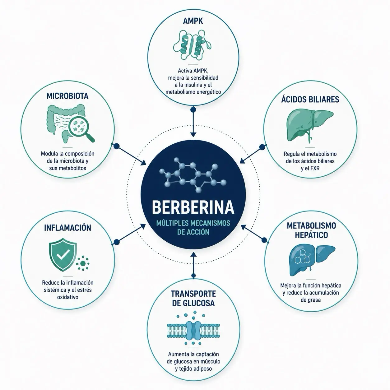 Infografia radial de posibles mecanismos de la berberina con AMPK, microbiota, acidos biliares, inflamacion, metabolismo hepatico y transporte de glucosa
