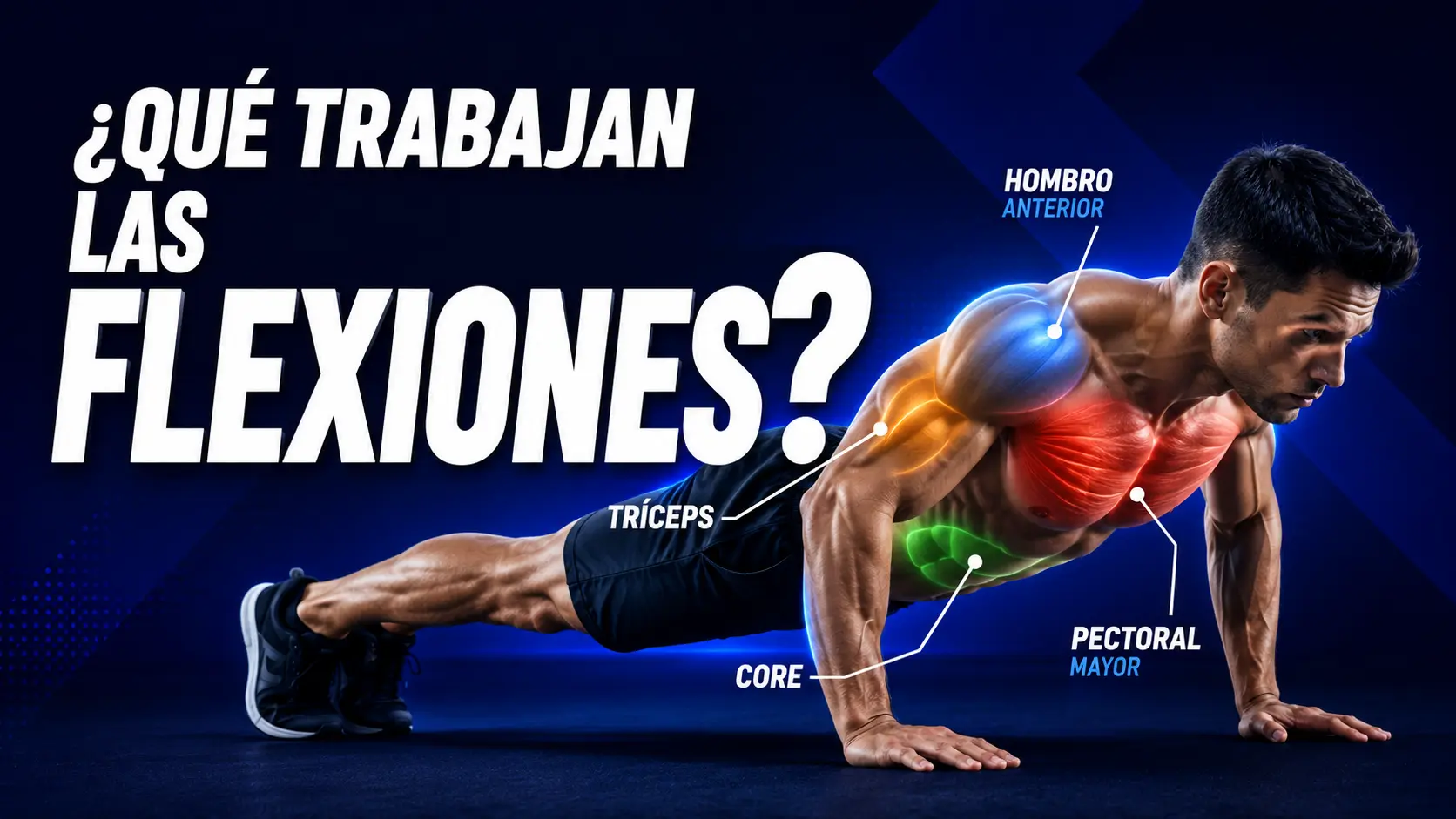 músculos que trabajan las flexiones