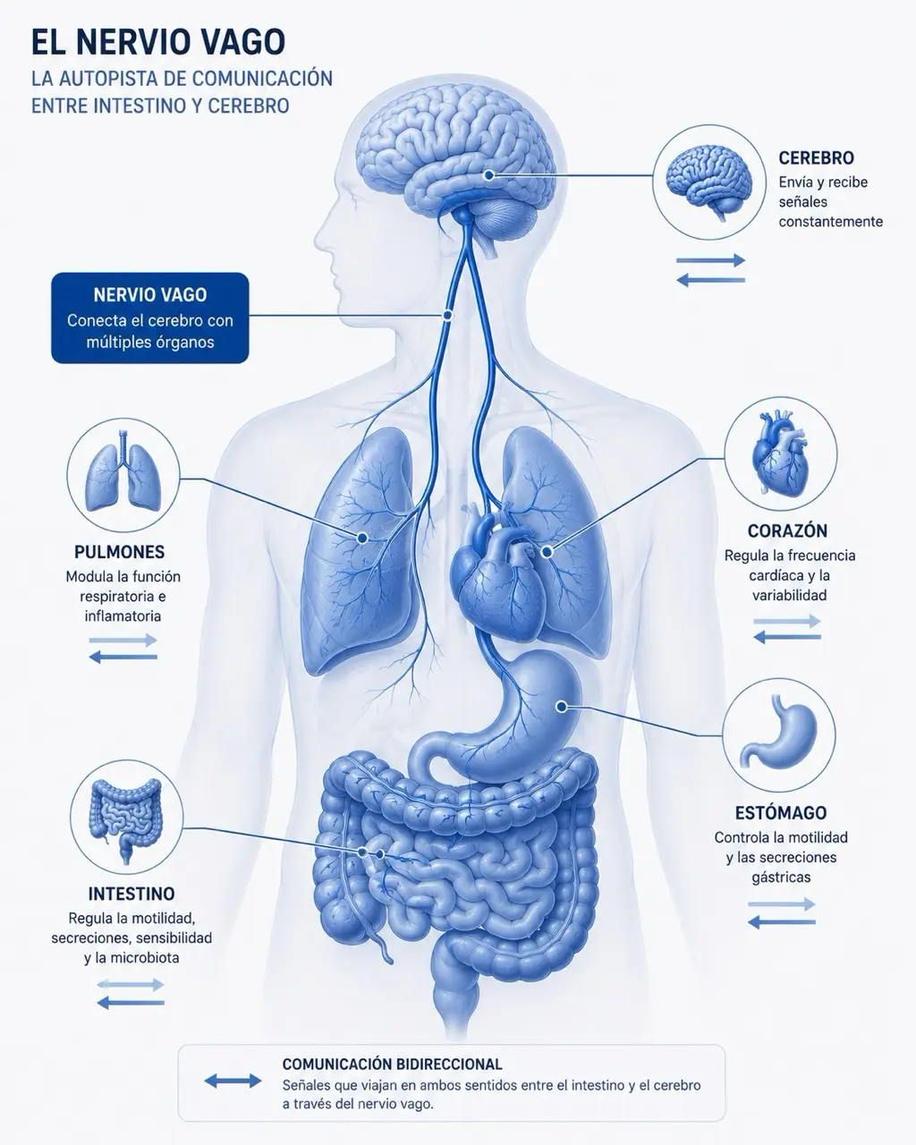 Esquema anatomico del nervio vago conectando cerebro, corazon, pulmones, estomago e intestino con flechas bidireccionales