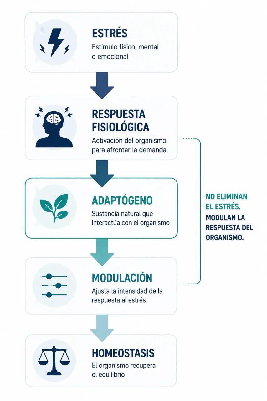 Diagrama conceptual de adaptogenos con estres, respuesta fisiologica, modulacion y homeostasis