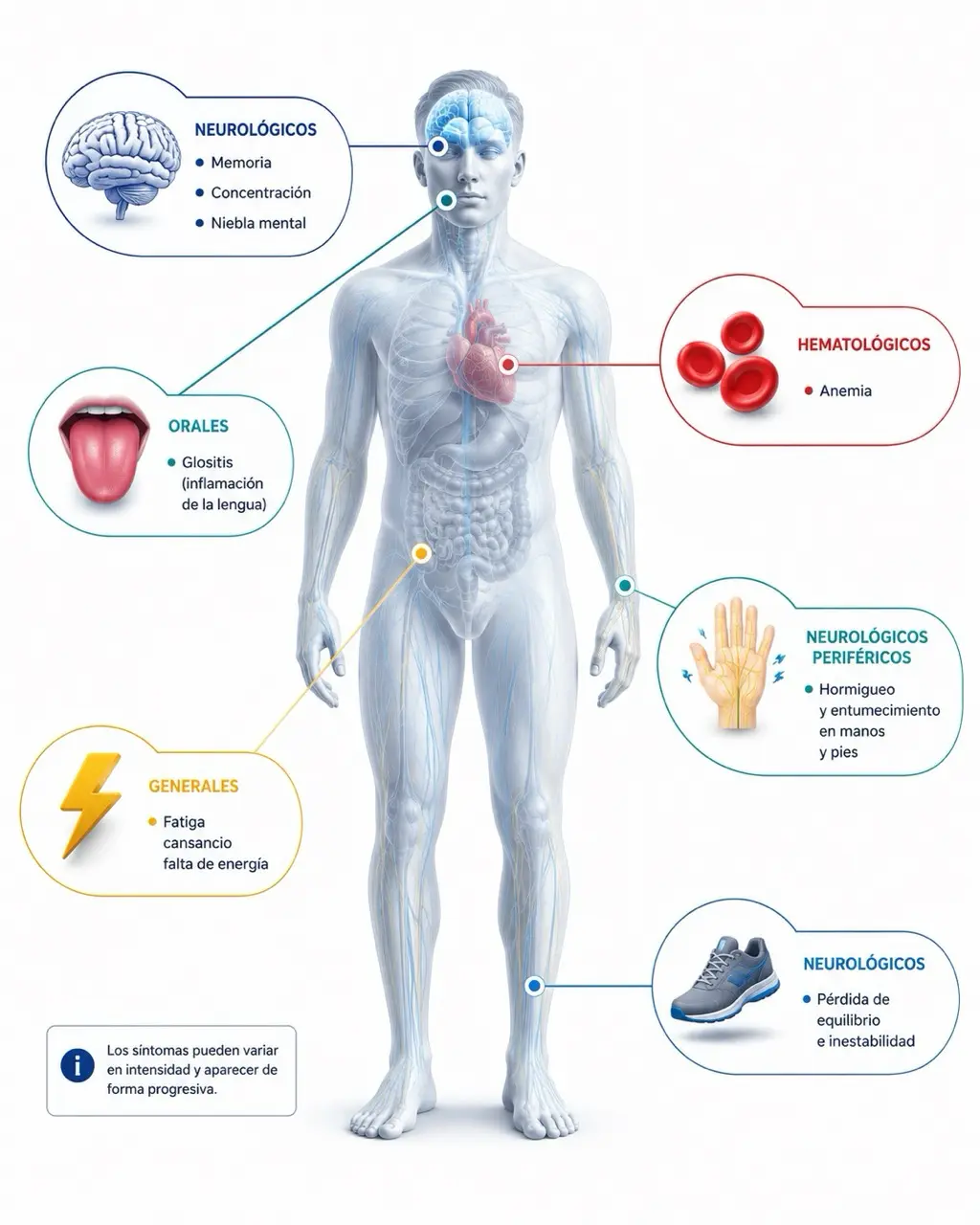Mapa corporal de sintomas de vitamina B12 baja con memoria, concentracion, niebla mental, anemia, hormigueo, perdida de equilibrio, glositis y fatiga