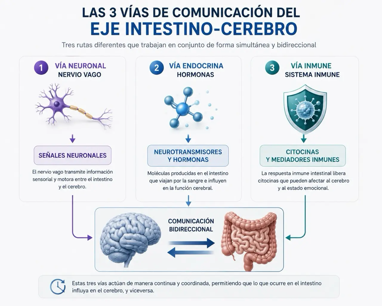 Infografia de tres columnas con nervio vago, hormonas y sistema inmune como vias de comunicacion entre cerebro e intestino