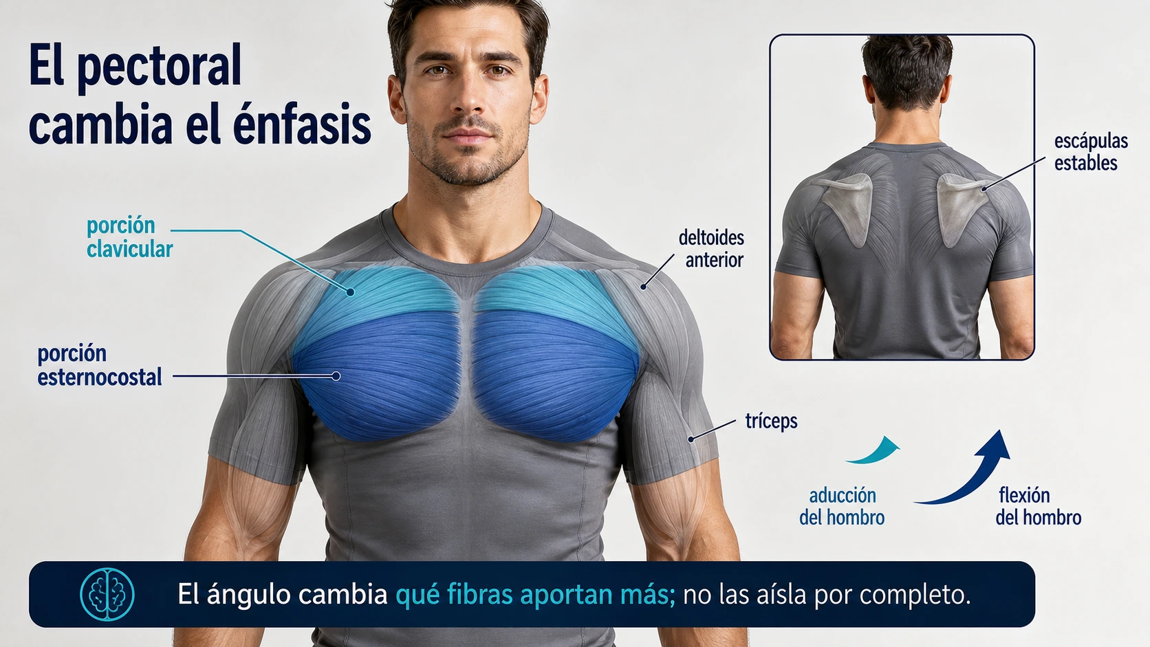 Anatomia funcional del pectoral con porcion clavicular esternocostal deltoides anterior triceps y escapulas estables