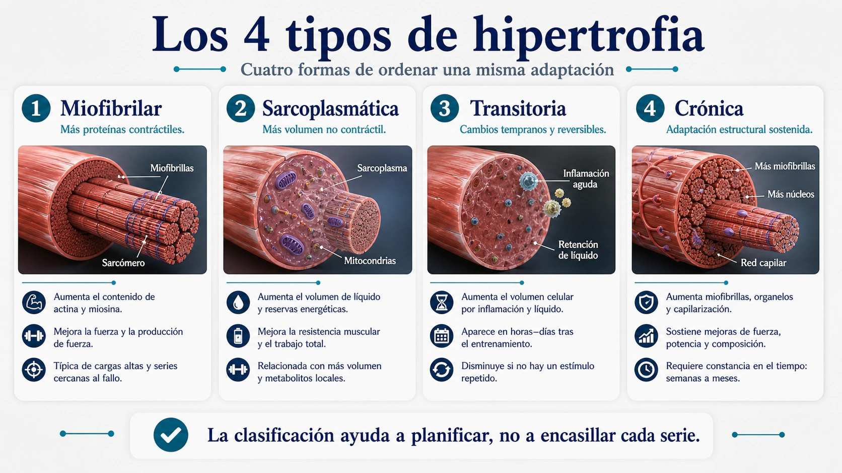 Infografía de los cuatro tipos de hipertrofia miofibrilar sarcoplasmática transitoria y crónica