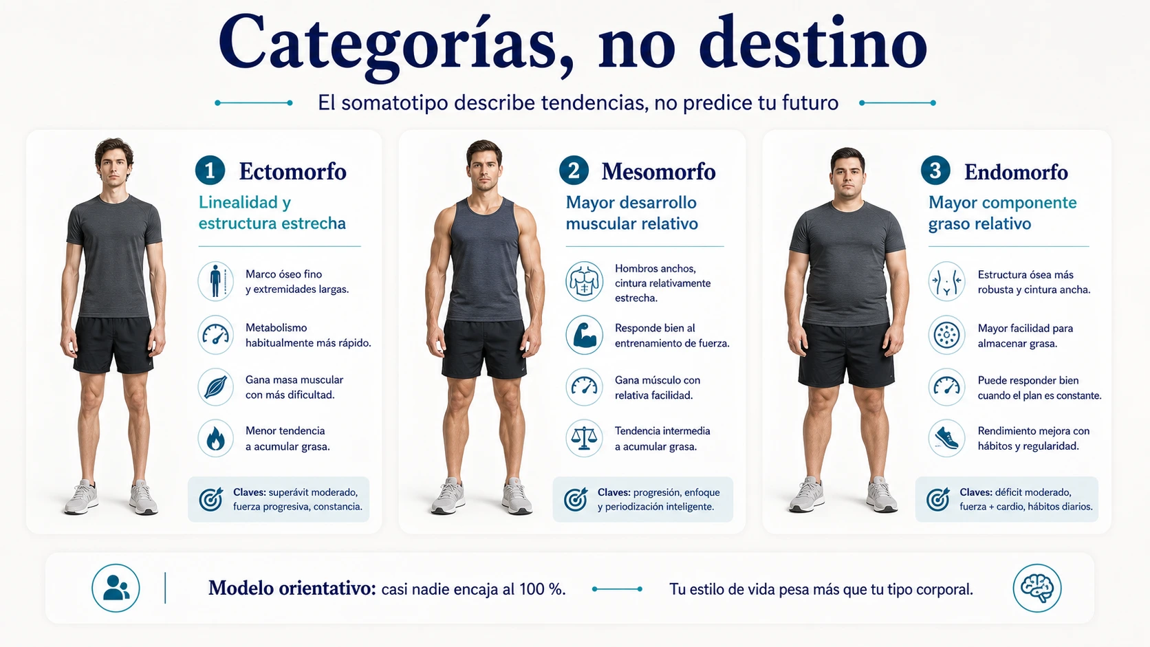 Comparativa de somatotipos ectomorfo mesomorfo y endomorfo como categorías orientativas no deterministas