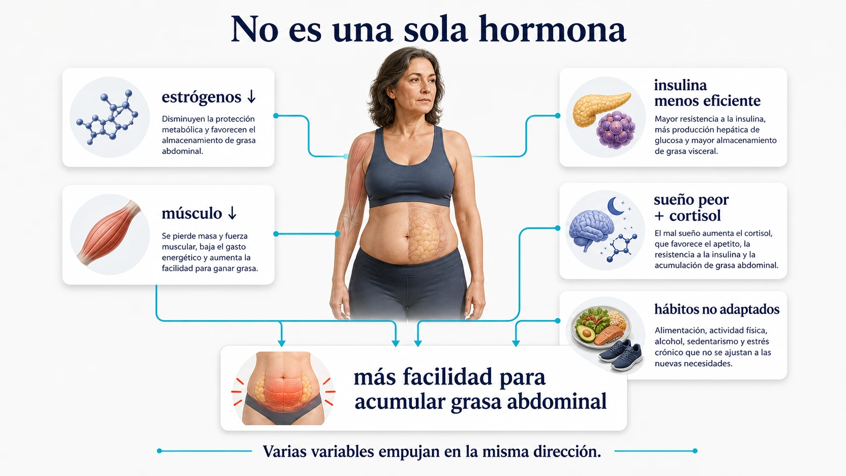 Mapa fisiologico de las causas que facilitan ganar grasa abdominal en la menopausia