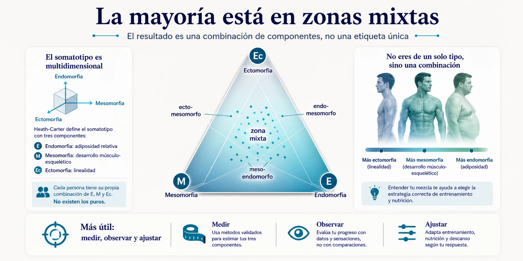 Triángulo de somatotipos híbridos con zonas mixtas entre ectomorfia mesomorfia y endomorfia