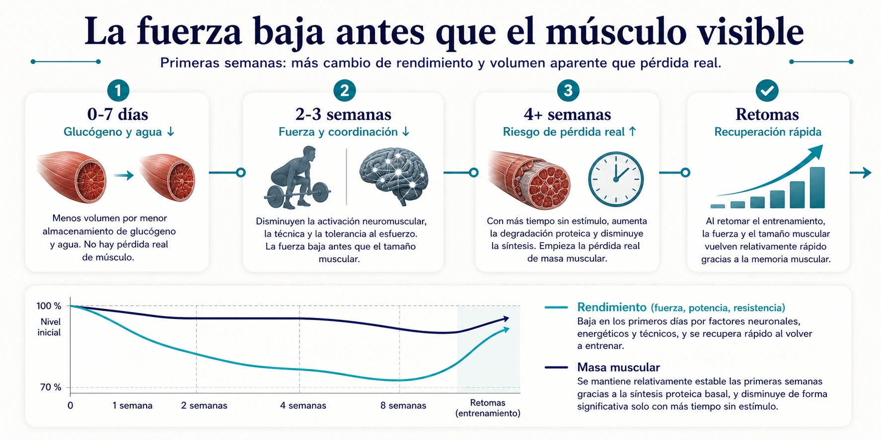 Línea temporal sobre pérdida de fuerza rendimiento y masa muscular tras dejar de entrenar durante días y semanas