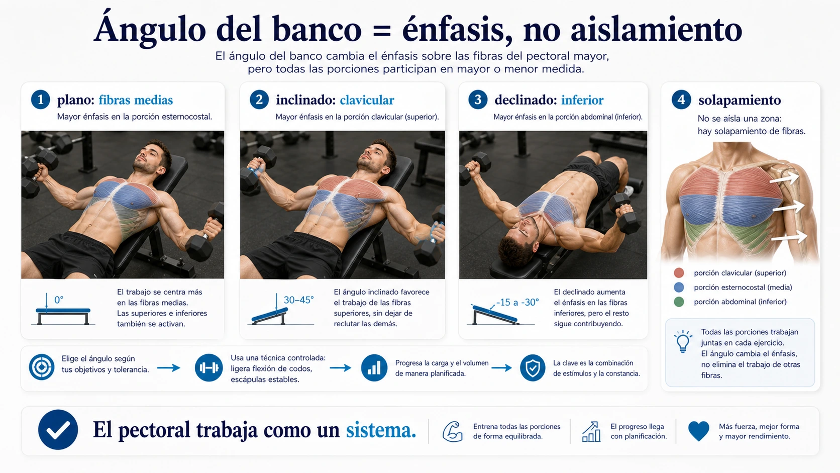 Angulo del banco en aperturas con mancuernas plano inclinado y declinado para cambiar enfasis de fibras del pectoral