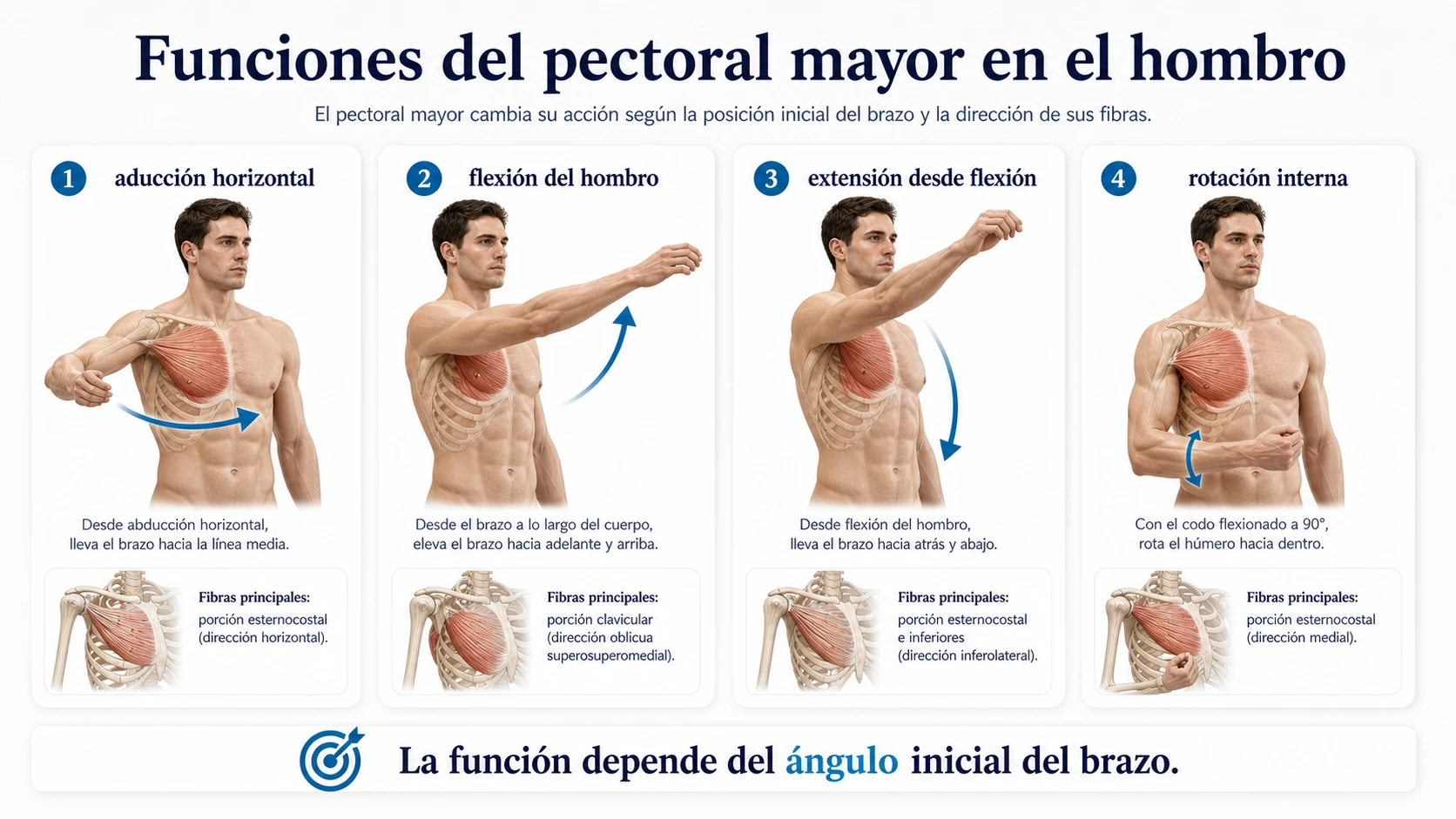 Funciones del pectoral mayor en aduccion horizontal flexion extension desde flexion y rotacion interna del hombro