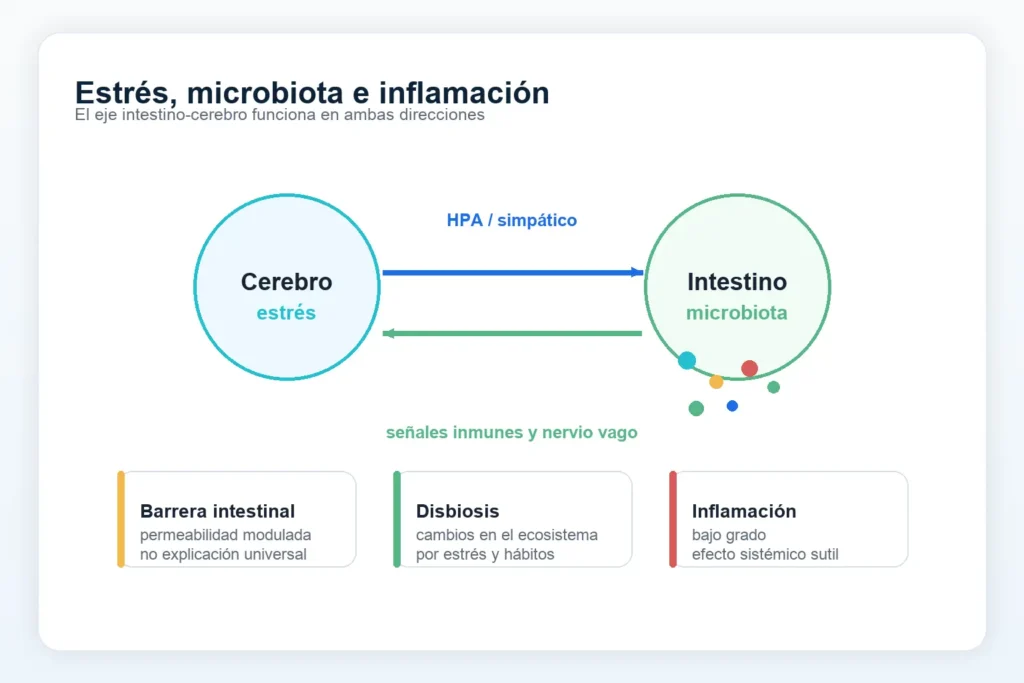 Estrés, microbiota e inflamación de bajo grado