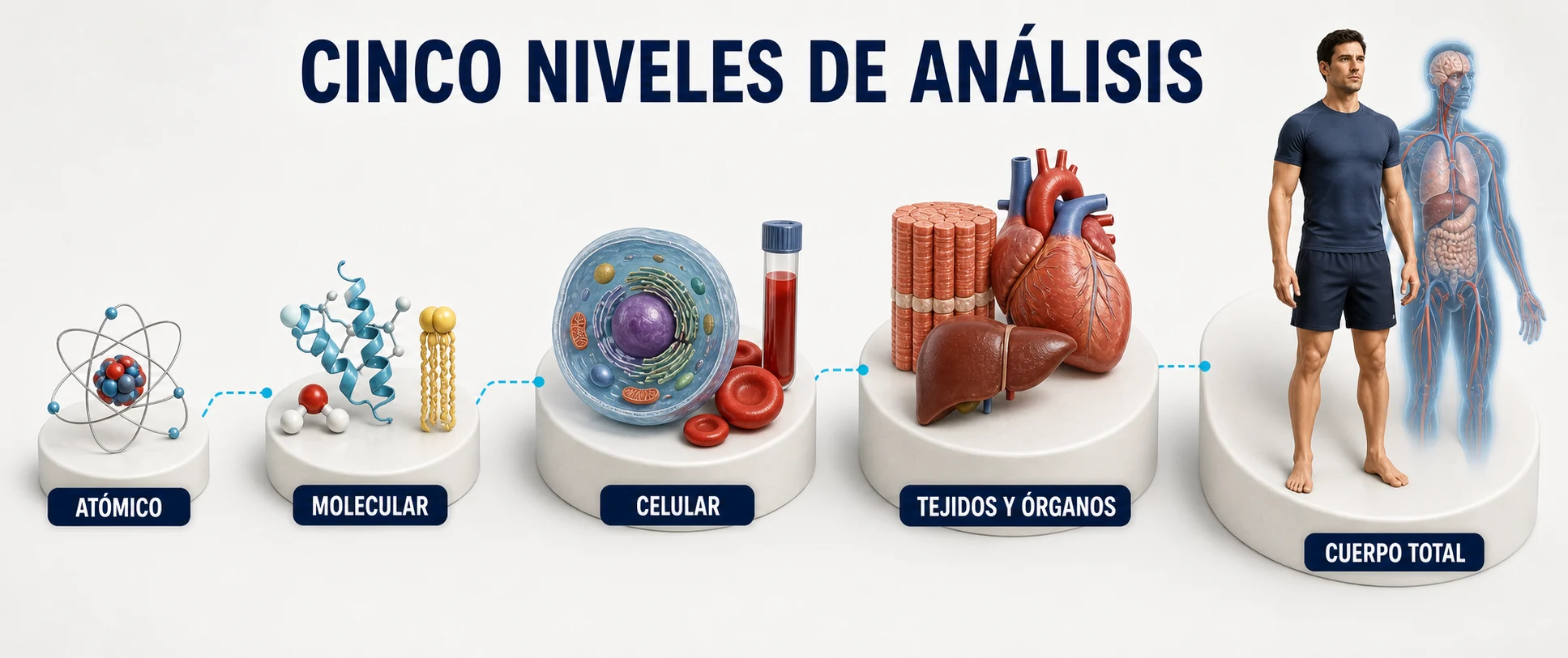 Niveles atómico, molecular, celular, tejidos y órganos y cuerpo total