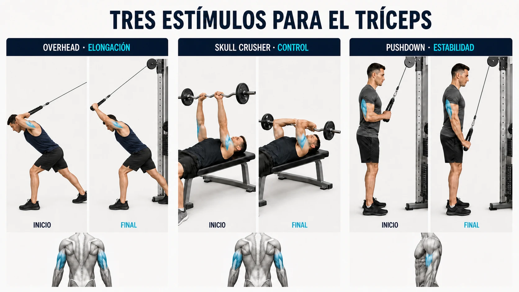 Extensión por encima de la cabeza, skull crusher y pushdown para tríceps