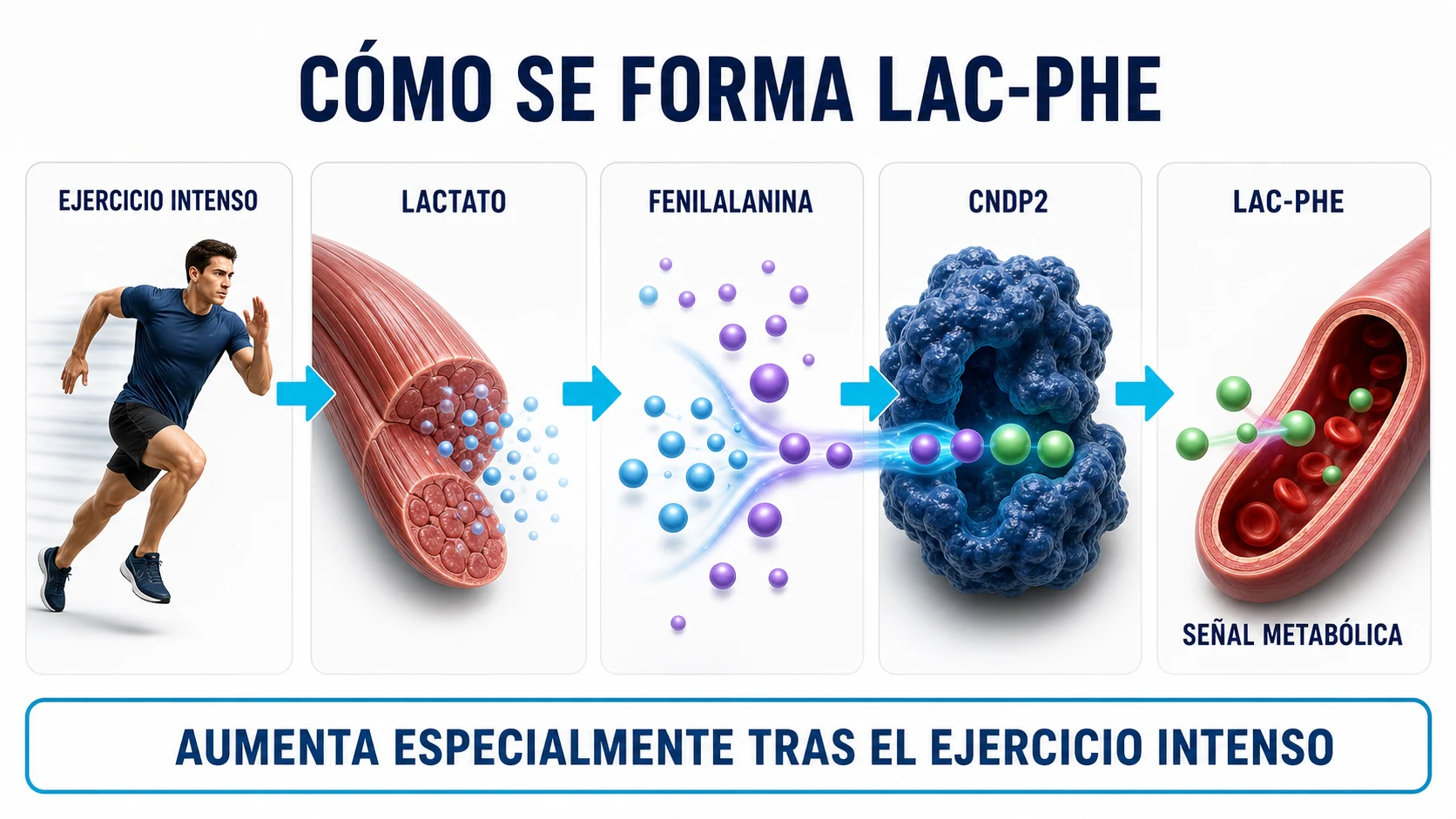Formación de Lac-Phe a partir del lactato y la fenilalanina durante el ejercicio intenso
