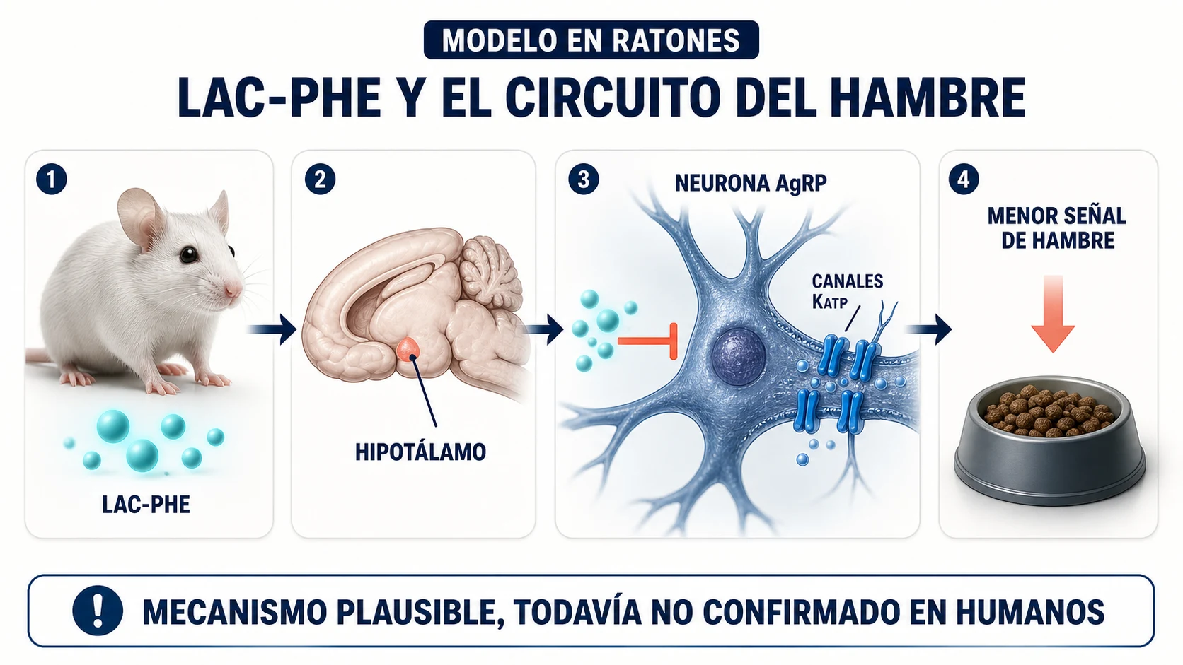 Mecanismo propuesto de Lac-Phe sobre las neuronas AgRP y el hambre en ratones